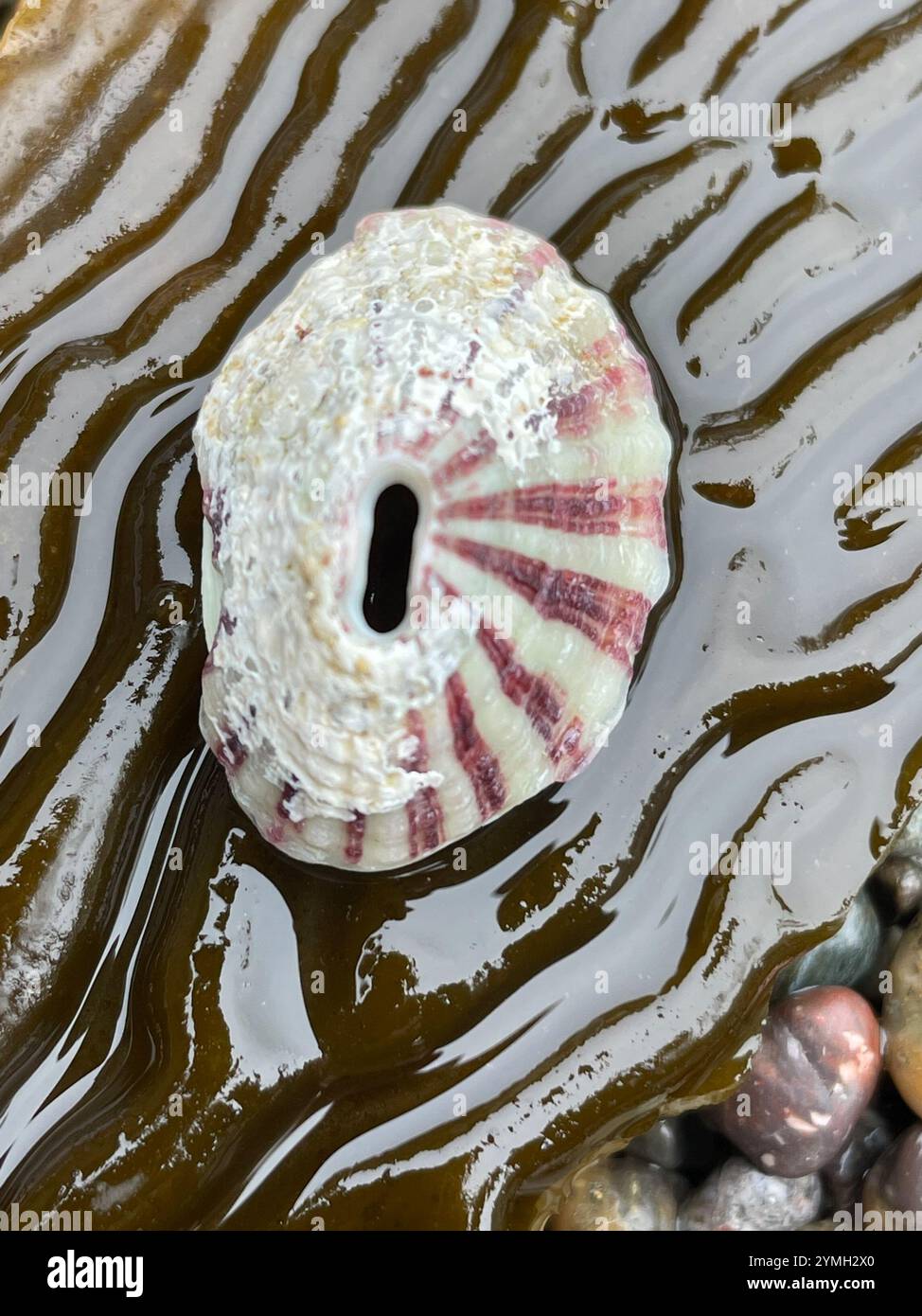 Volcano Keyhole Limpet (Fissurella volcano Stock Photo - Alamy