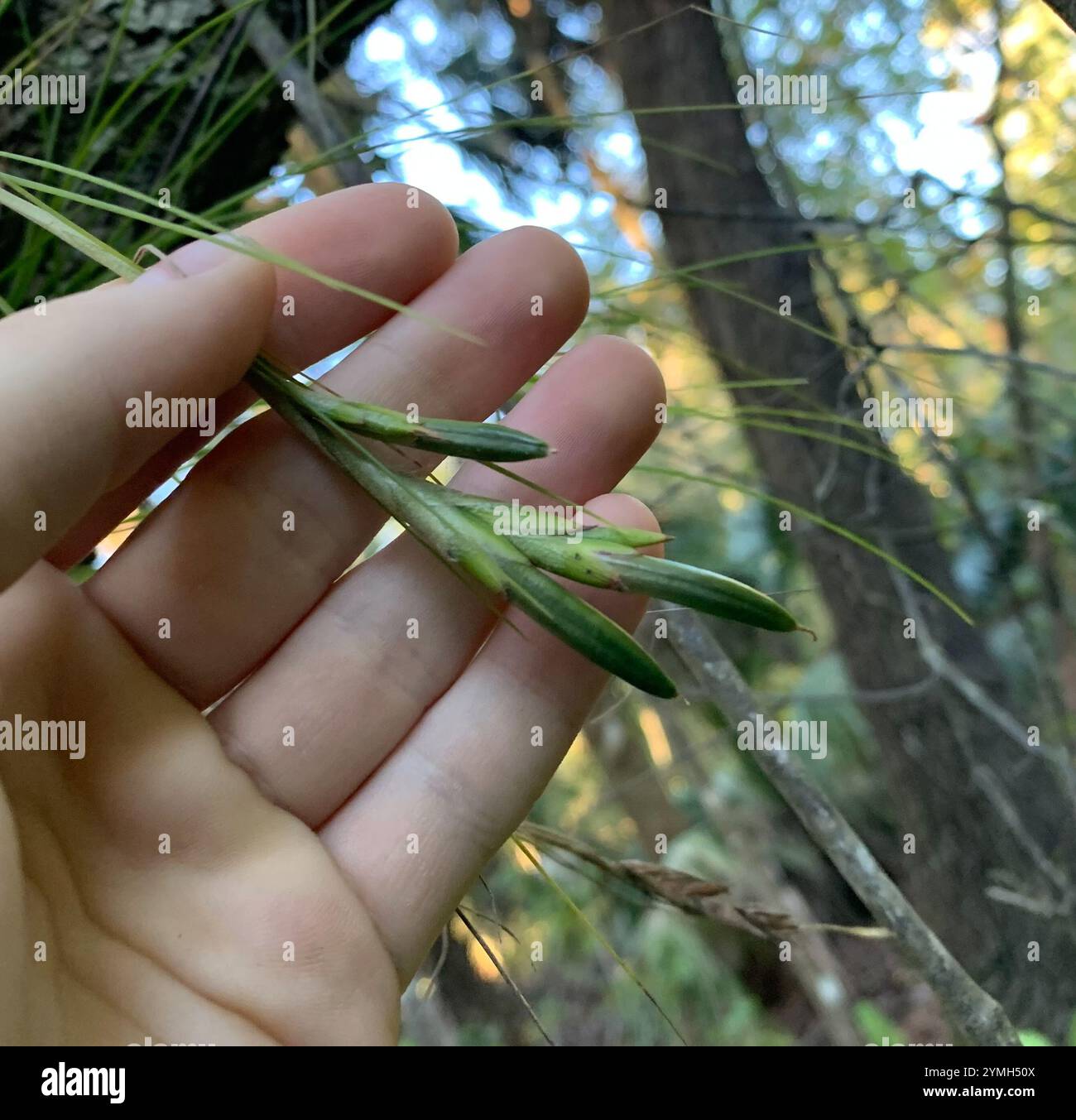 Needleleaf southern needleleaf airplant (Tillandsia setacea Stock Photo - Alamy