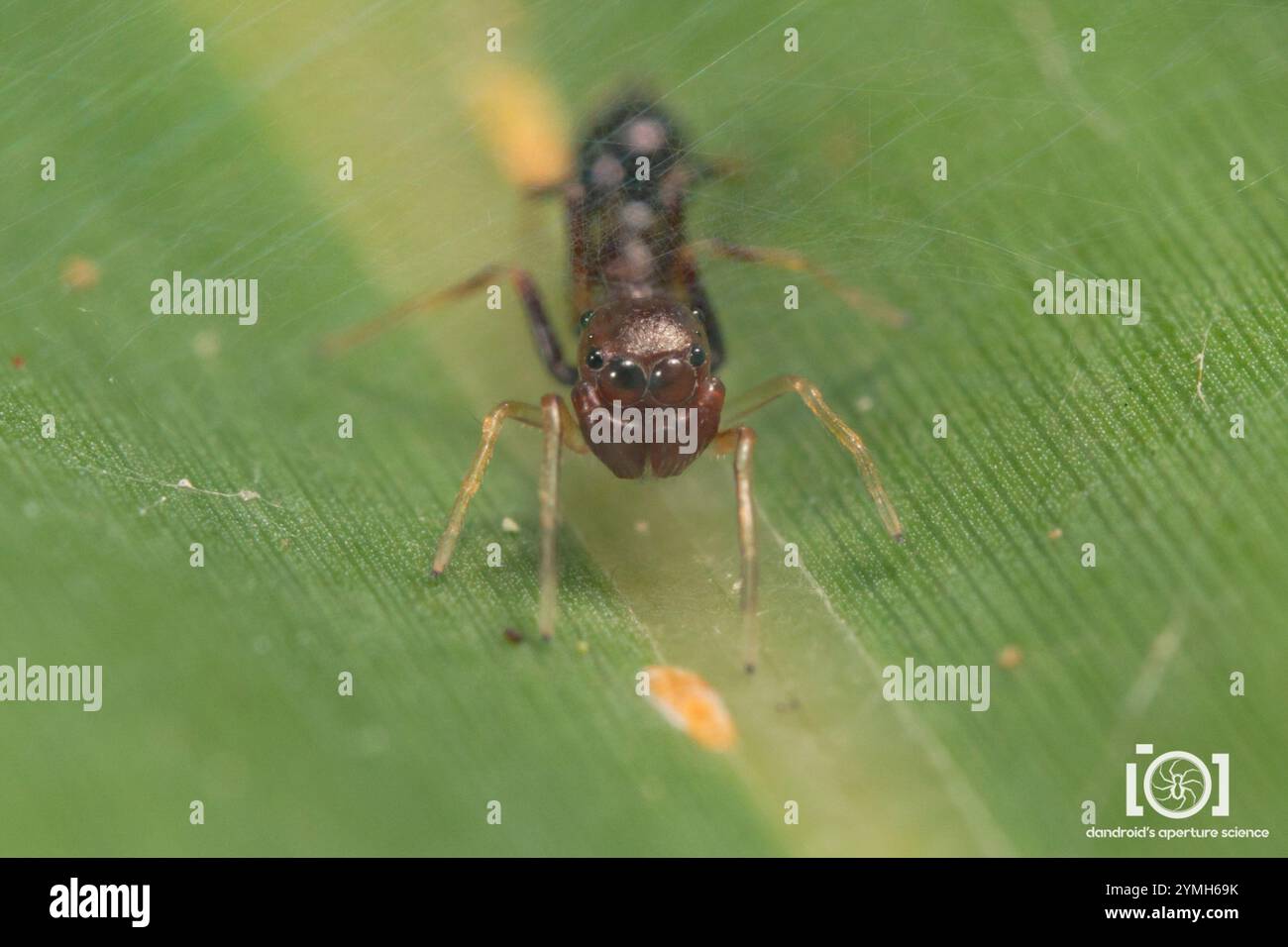 Slender Ant-mimic Jumping Spider (Synemosyna formica) Stock Photo