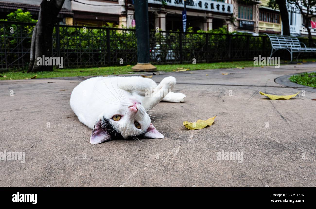 Stray cat streets of malaysia southeast asia animal homeless Stock ...