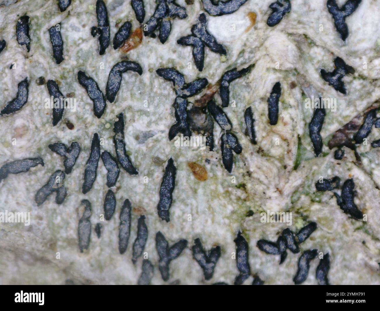 Common Script Lichen (Graphis scripta Stock Photo - Alamy