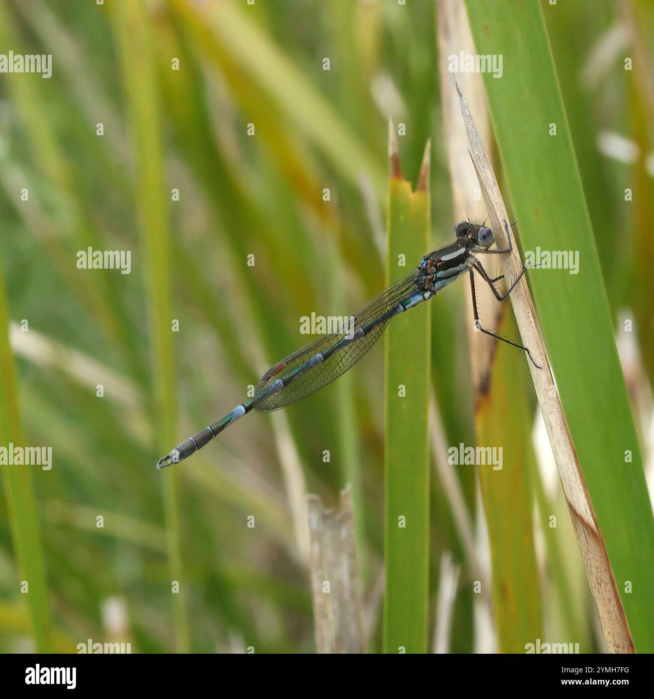 Blue Ringtail (Austrolestes annulosus Stock Photo - Alamy