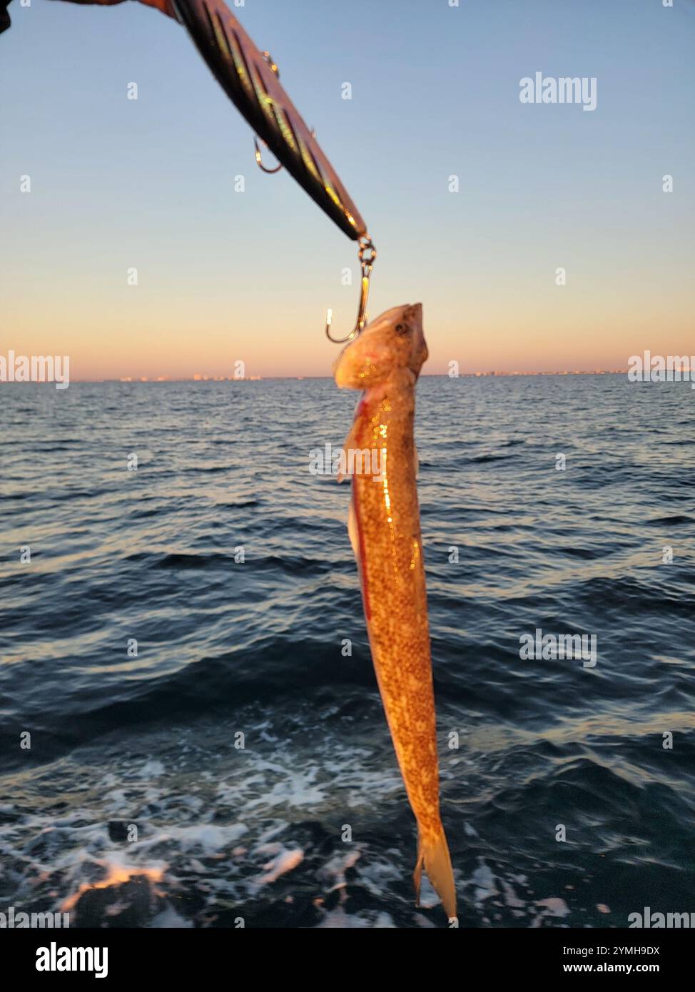 Inshore lizardfish synodus foetens hi-res stock photography and images ...