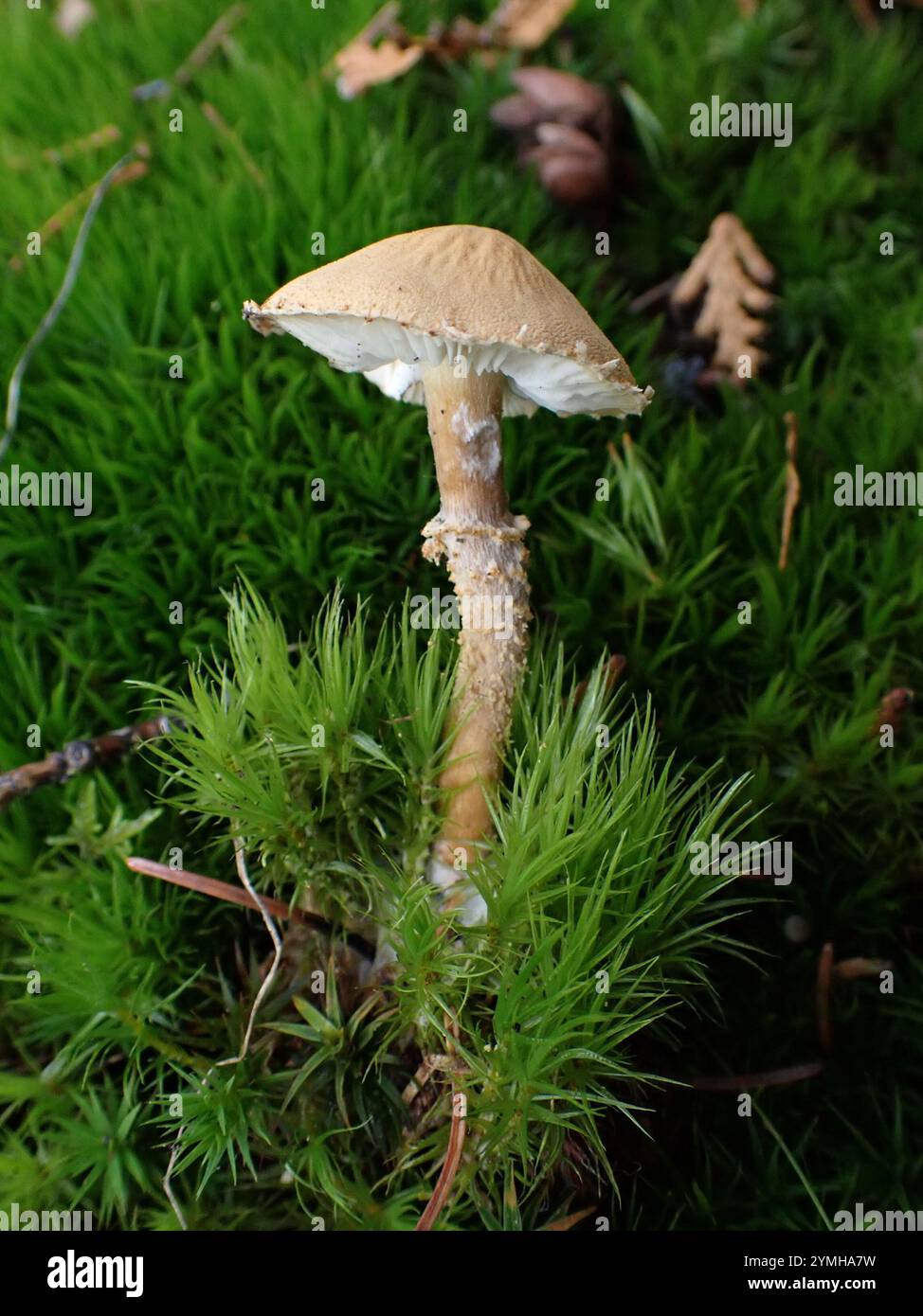 Cystoderma amianthinum hi-res stock photography and images - Alamy