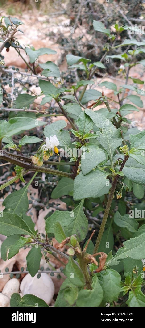 Black Nightshade Complex (Solanum nigrum Stock Photo - Alamy