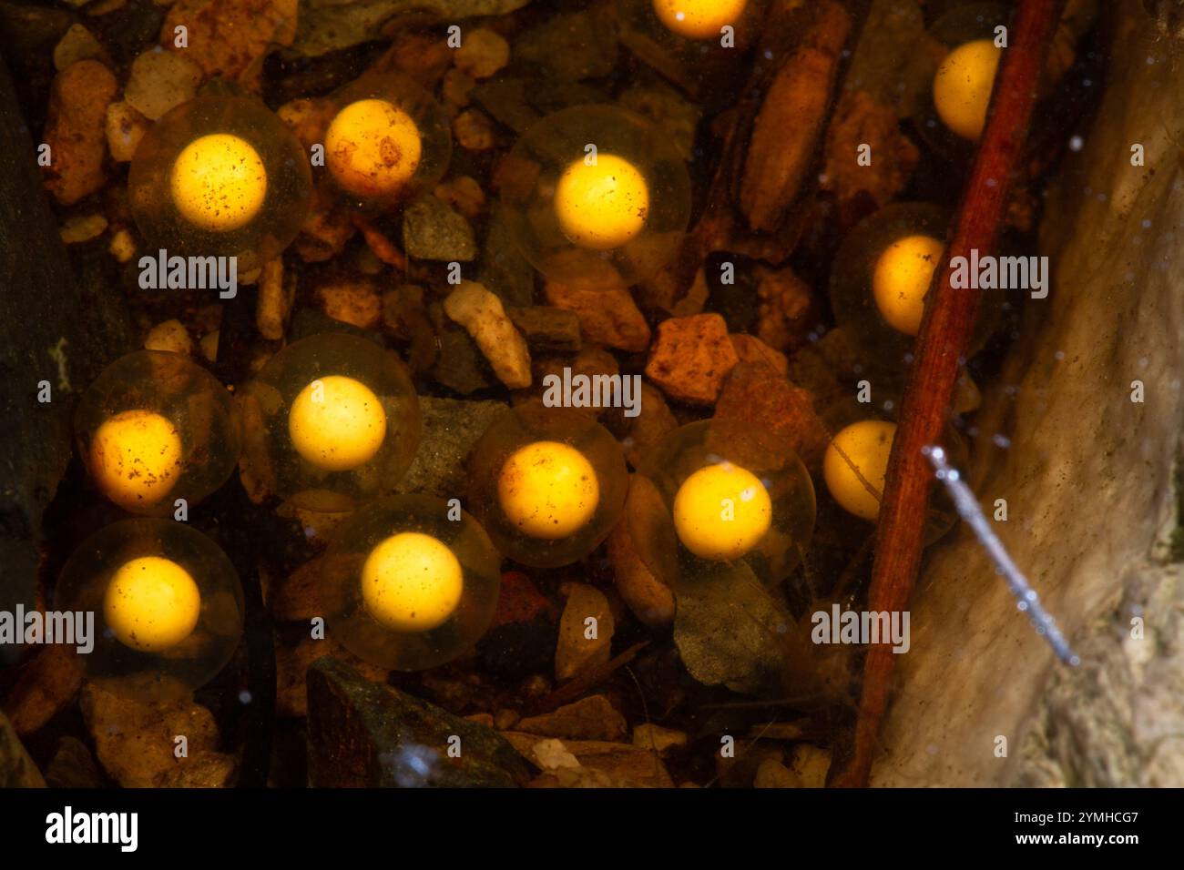 Eastern Ghost Frog (Heleophryne orientalis Stock Photo - Alamy