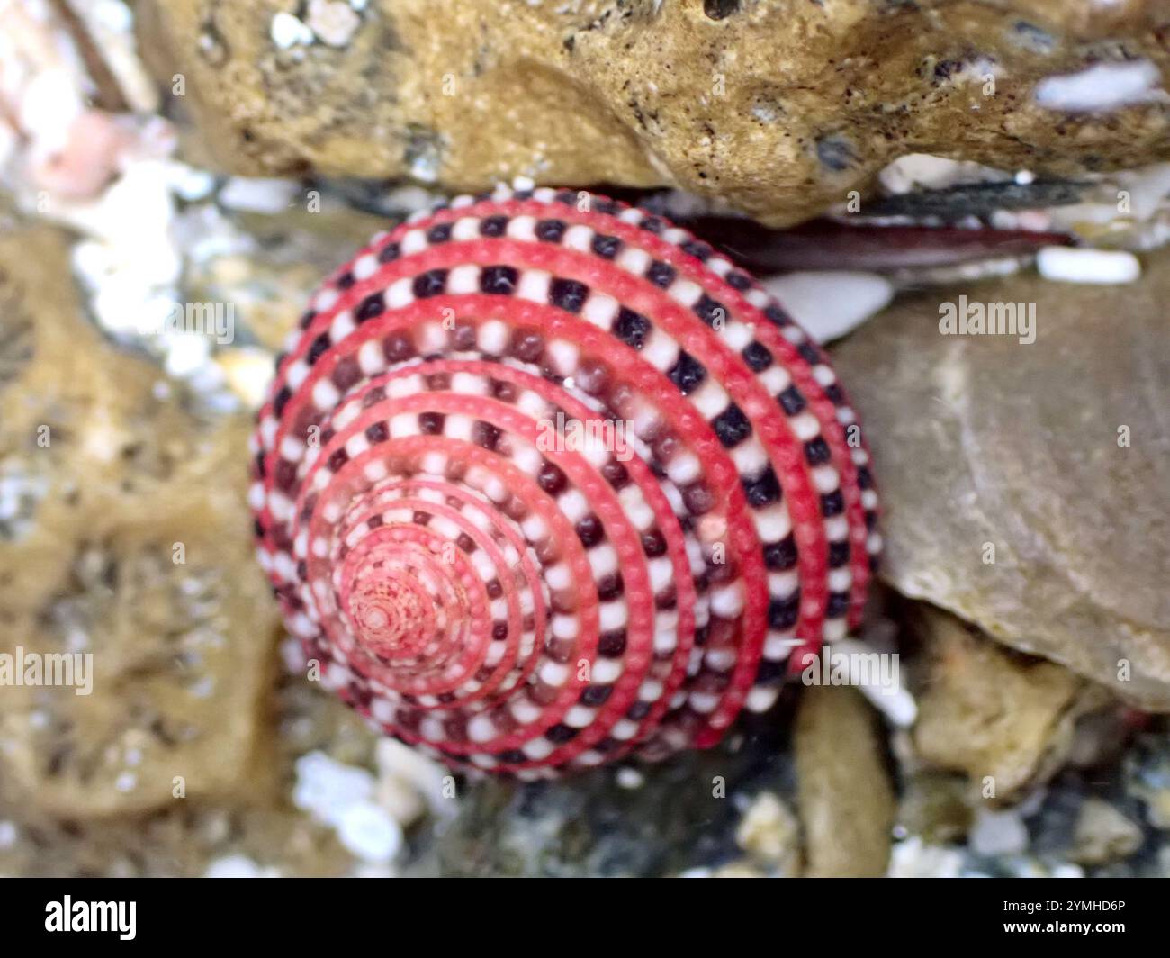 Clanculus pharaonius hi-res stock photography and images - Alamy