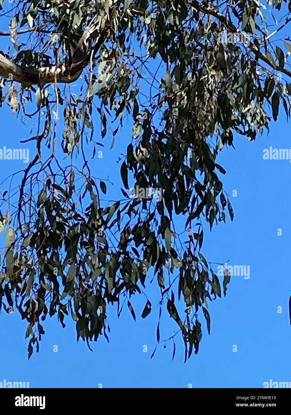 Amyema miquelii hi-res stock photography and images - Alamy