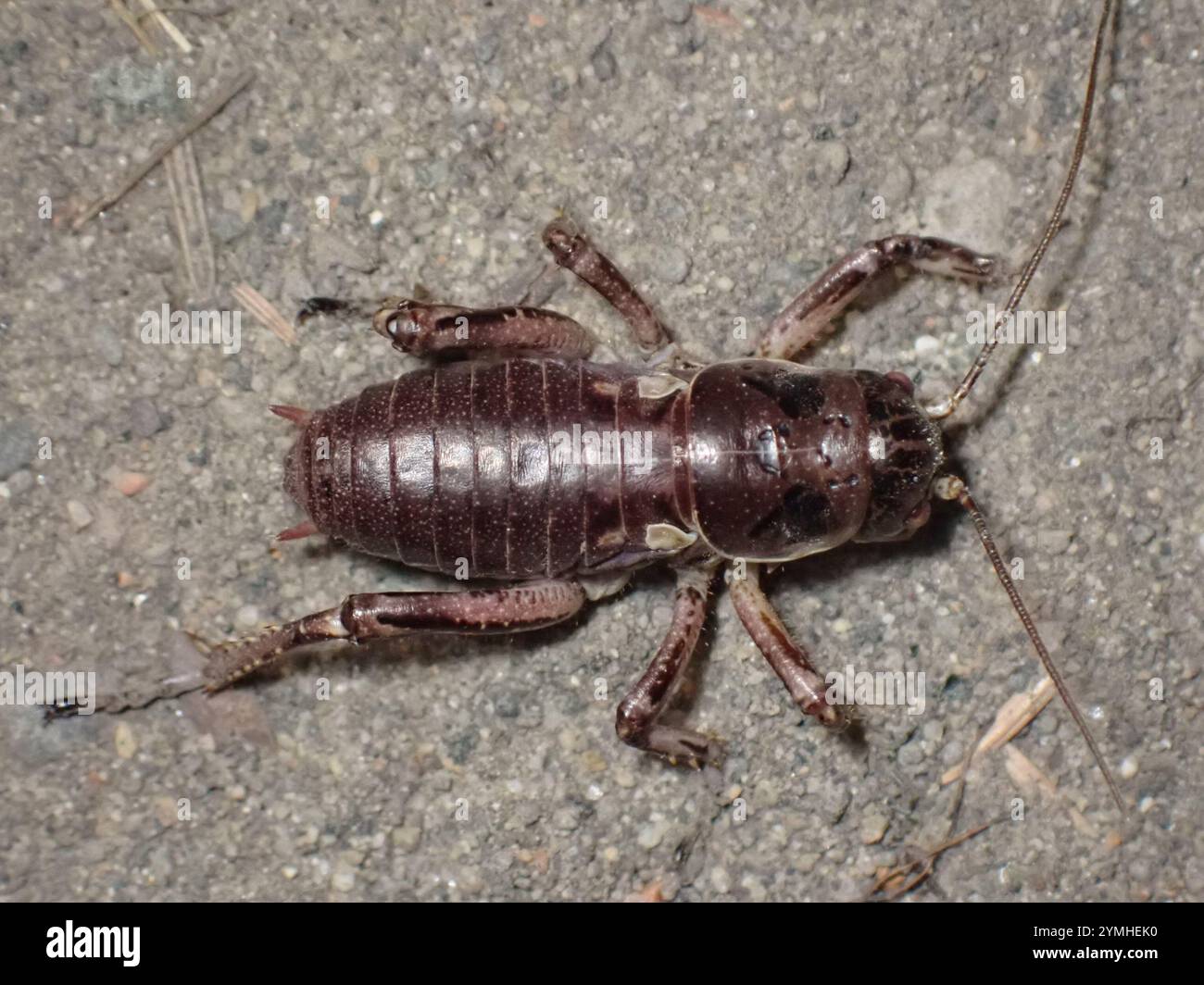 Cyphoderris monstrosa hi-res stock photography and images - Alamy