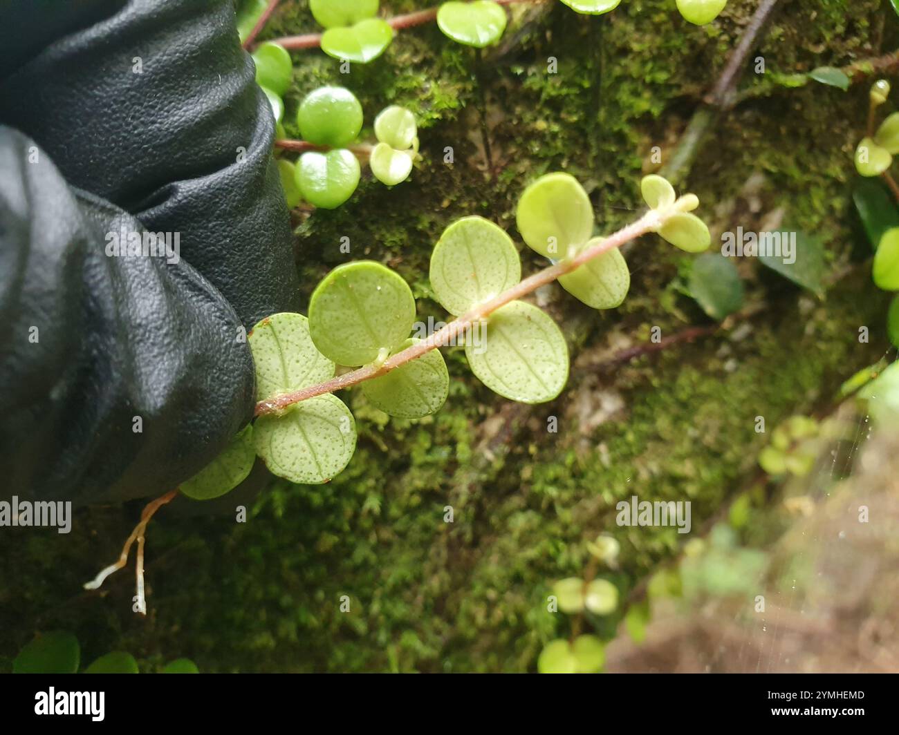 climbing rātā (Metrosideros perforata Stock Photo - Alamy