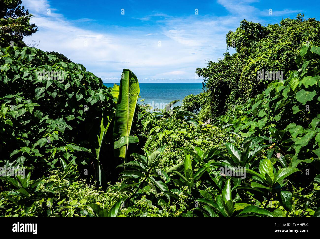 Tropical plants flowers southeast asia jungle lush green rich Stock ...