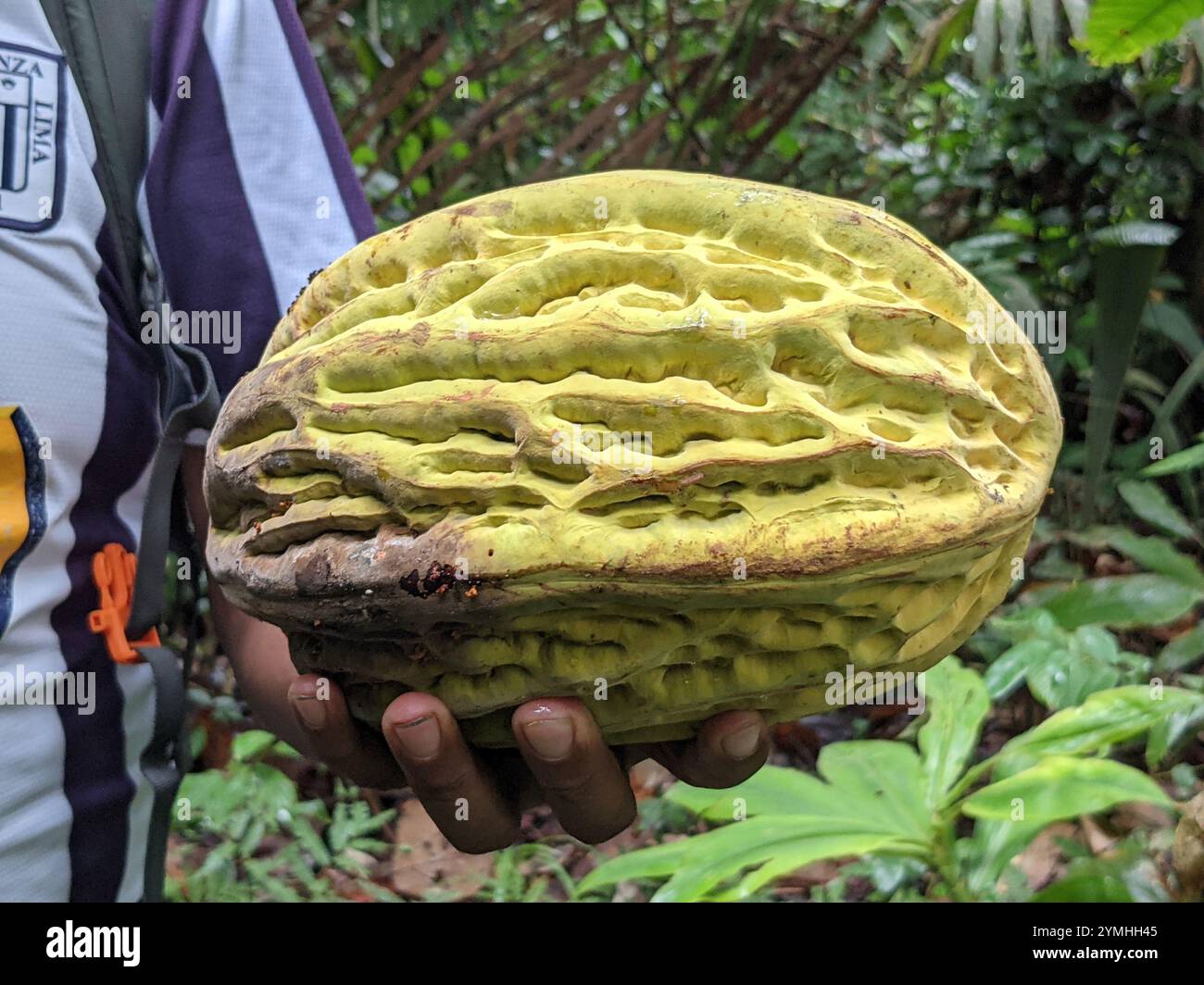 Mocambo tree (Theobroma bicolor Stock Photo - Alamy