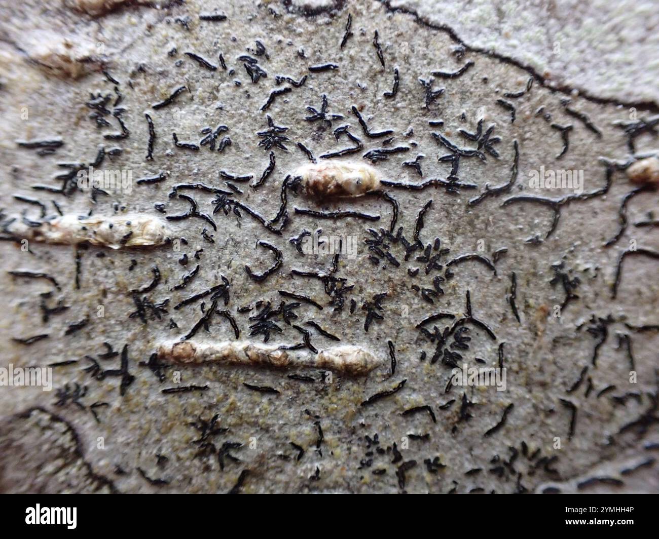 Common Script Lichen (Graphis scripta Stock Photo - Alamy