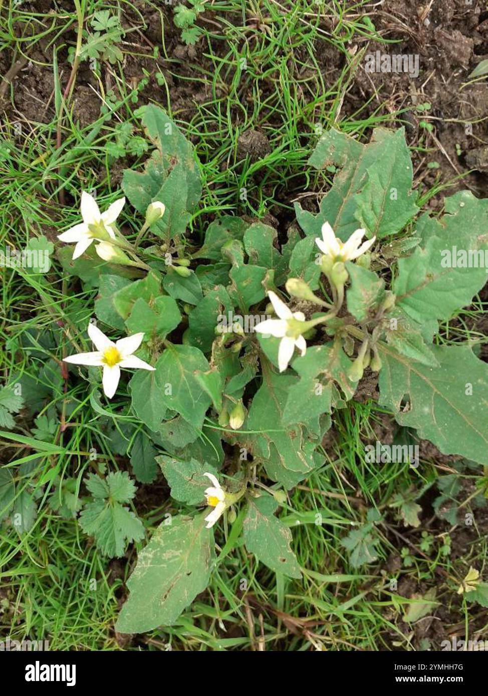 black nightshade (Solanum nigrum Stock Photo - Alamy