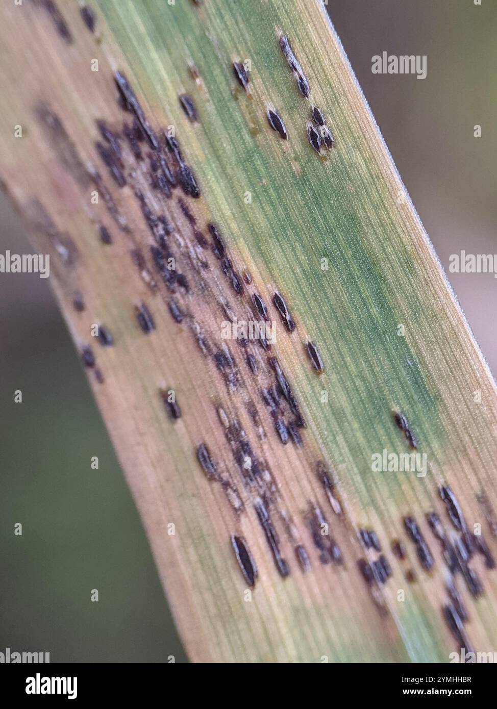 rust fungi (Pucciniales Stock Photo - Alamy