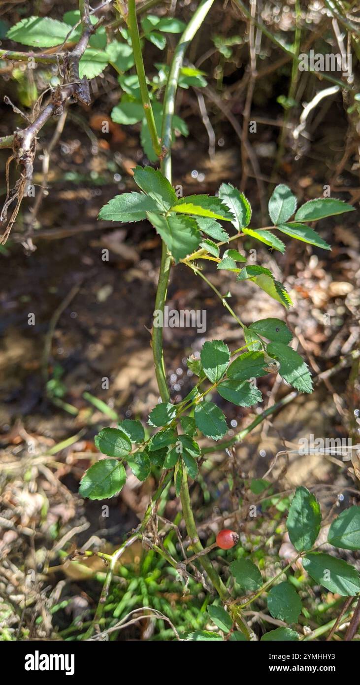 multiflora rose (Rosa multiflora Stock Photo - Alamy
