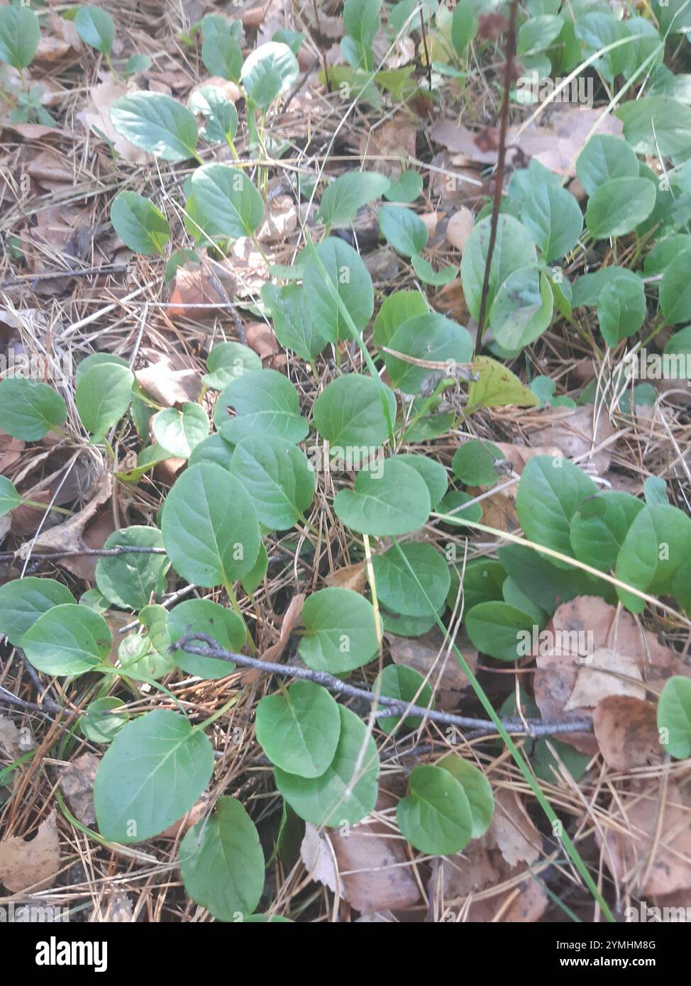 round-leaved wintergreen (Pyrola rotundifolia Stock Photo - Alamy