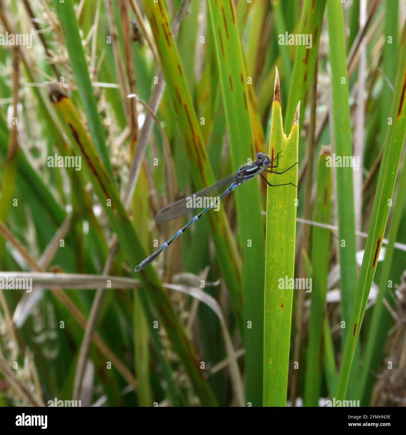Blue Ringtail (Austrolestes annulosus Stock Photo - Alamy