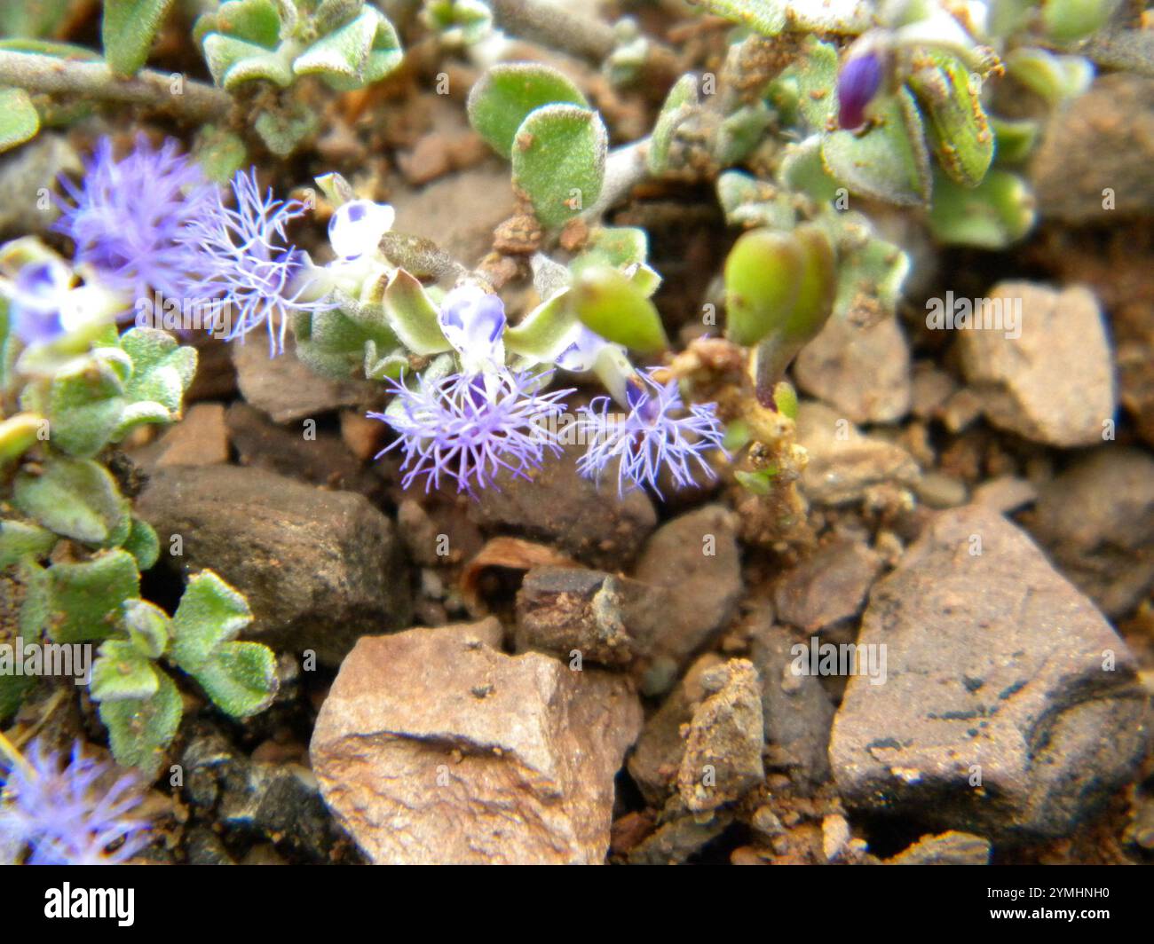 Woolly Falsepea (Polygala asbestina Stock Photo - Alamy