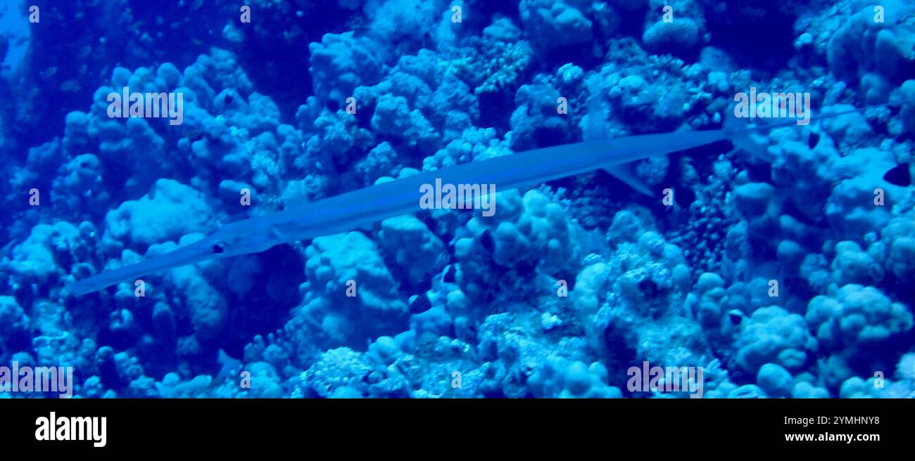 Bluespotted Cornetfish (Fistularia commersonii Stock Photo - Alamy