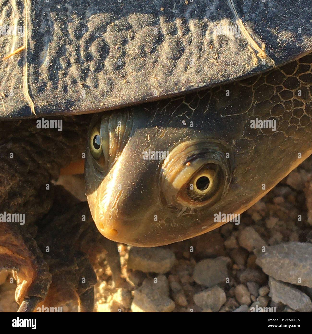 Eastern snake necked turtle hi-res stock photography and images - Alamy
