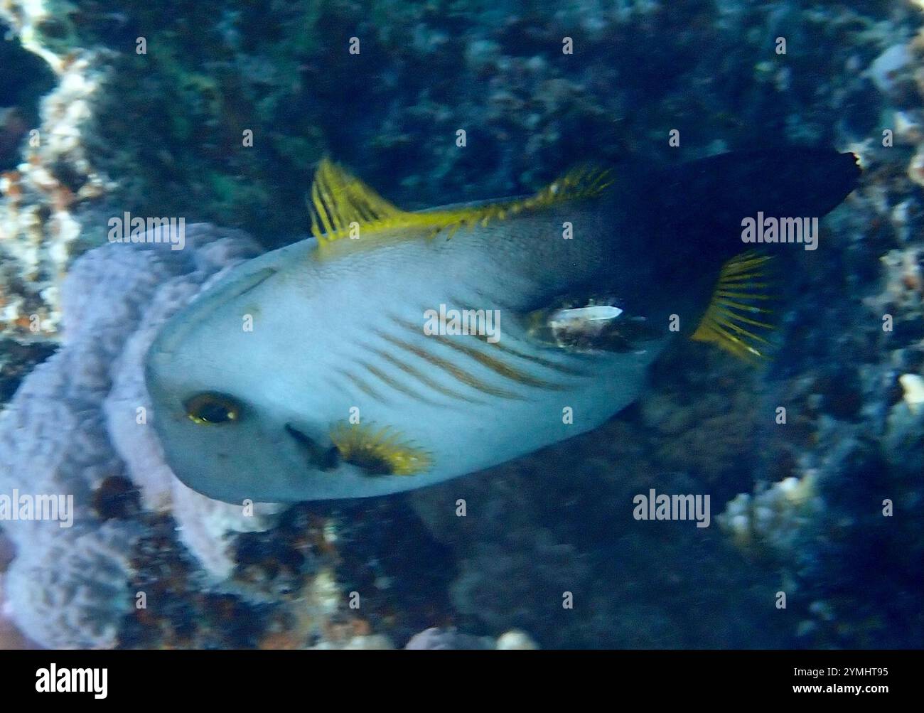 Broom filefish hi-res stock photography and images - Alamy