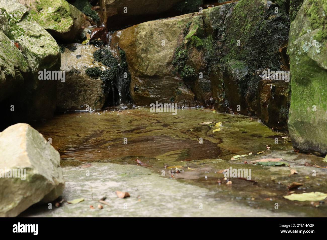 Table Mountain Ghost Frog (Heleophryne rosei Stock Photo - Alamy