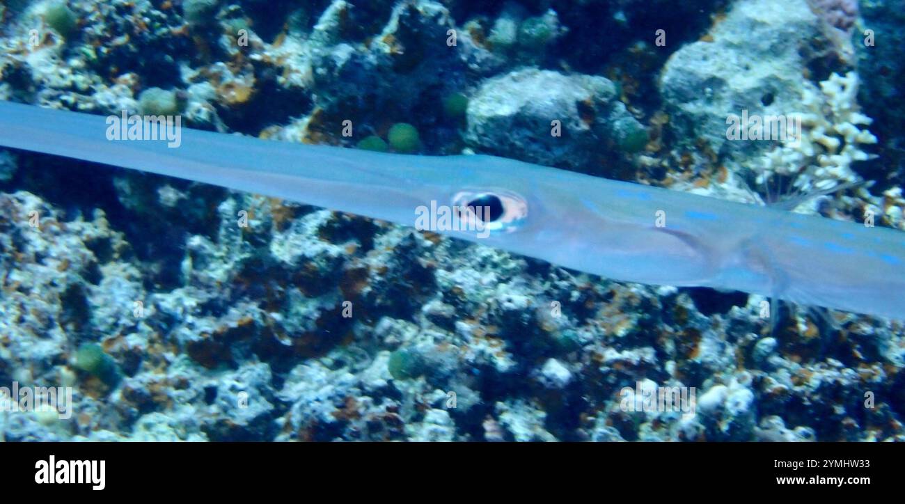 Bluespotted Cornetfish (Fistularia commersonii Stock Photo - Alamy