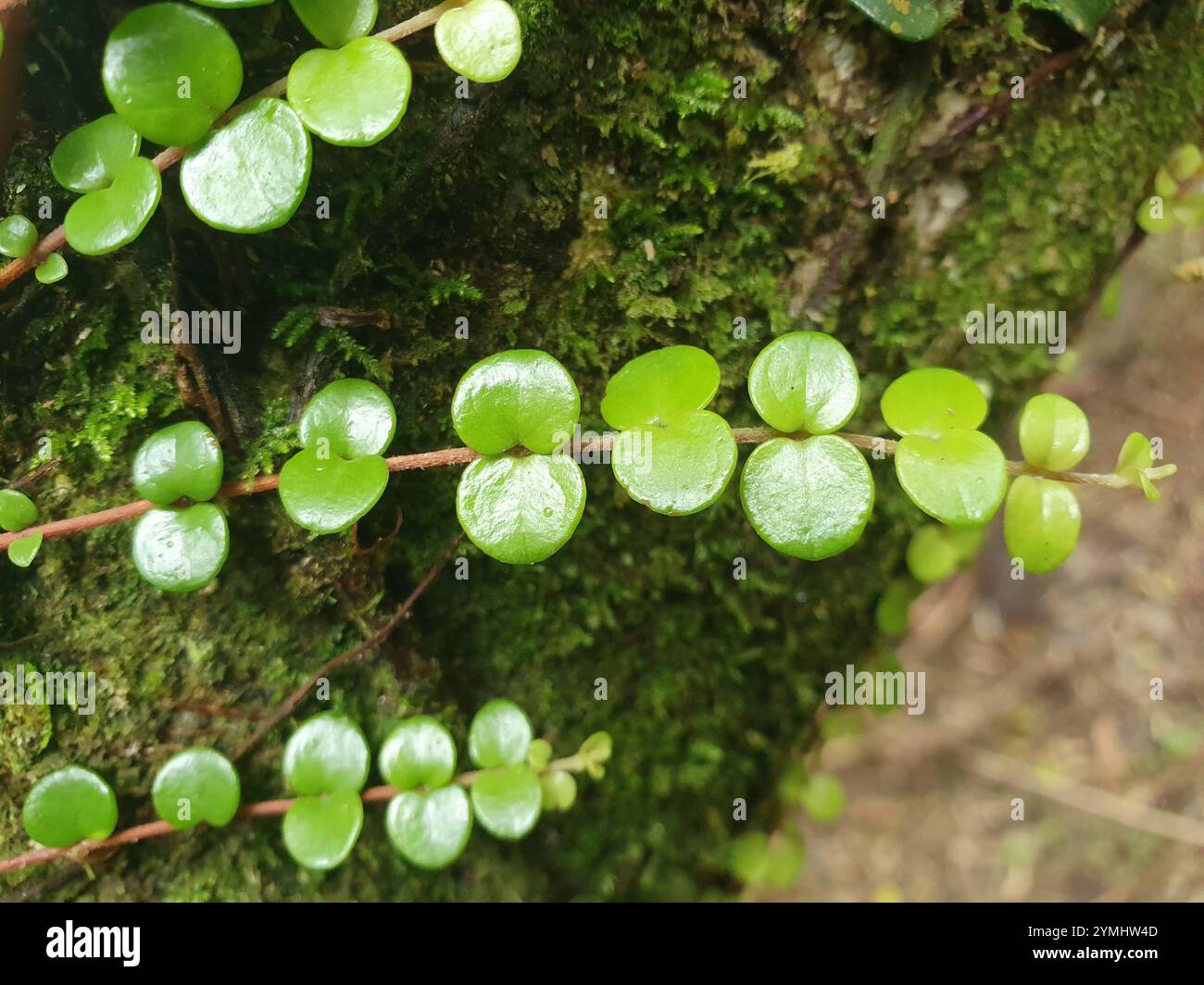 climbing rātā (Metrosideros perforata Stock Photo - Alamy