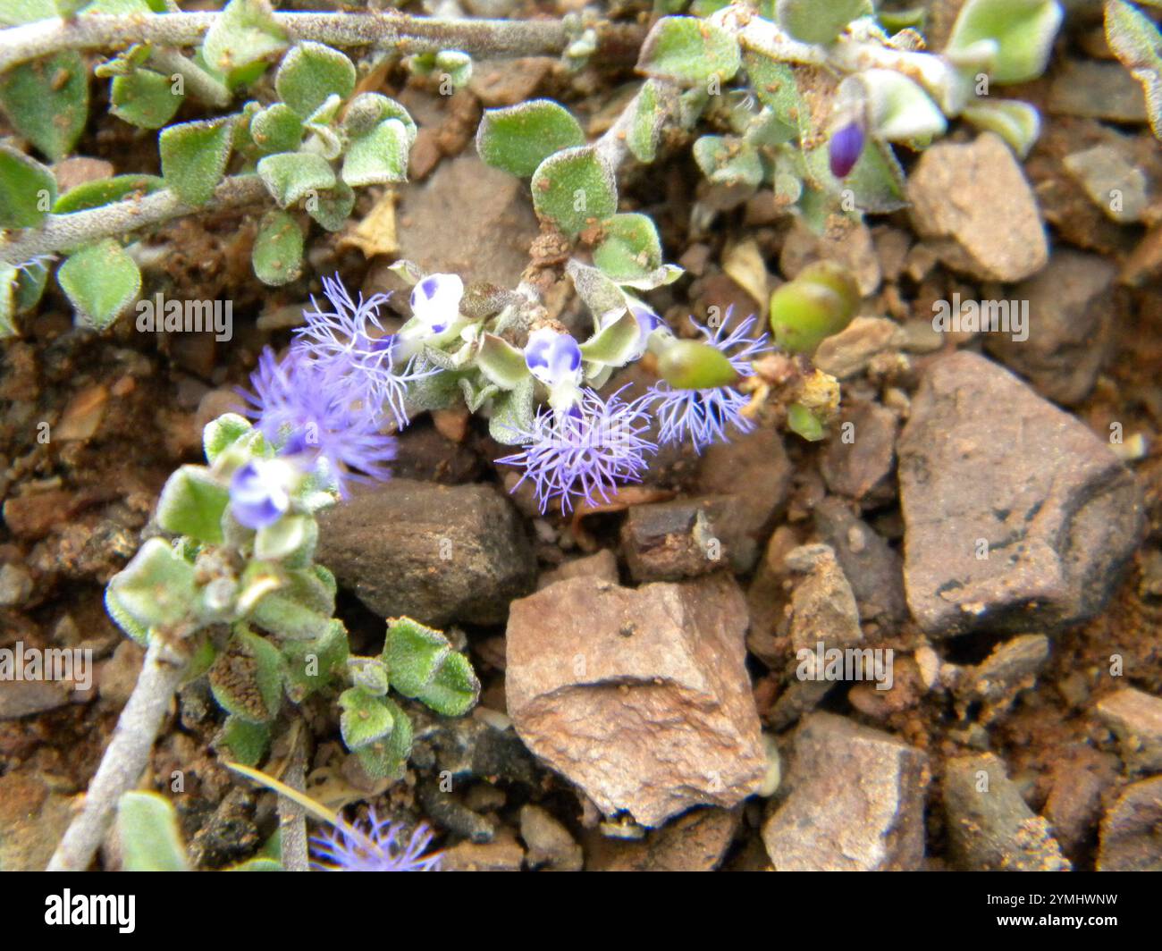 Woolly Falsepea (Polygala asbestina Stock Photo - Alamy