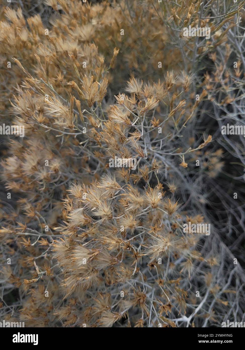 Rubber Rabbitbrush (Ericameria nauseosa Stock Photo - Alamy