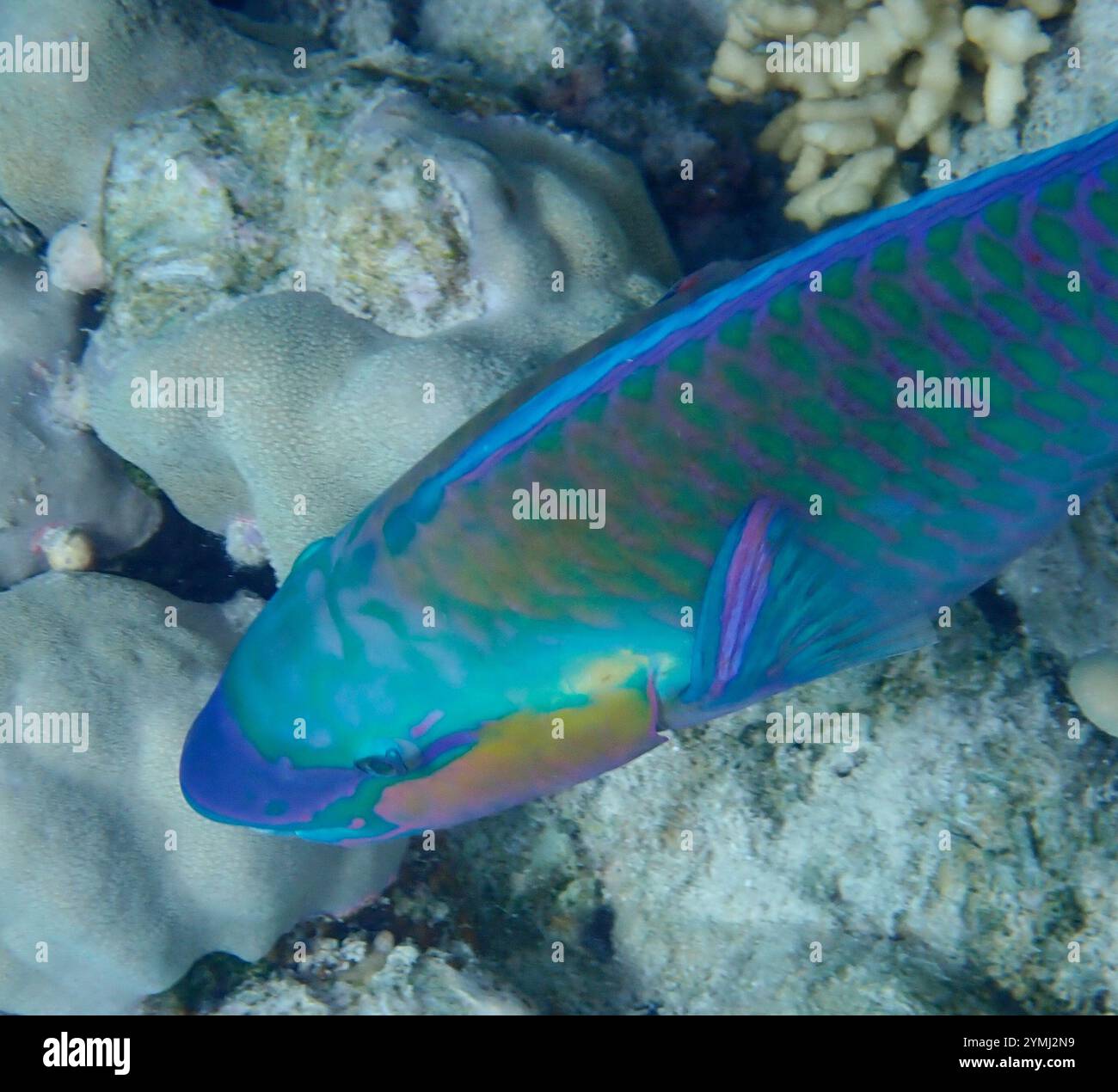 Sortidus Indian Bullethead Parrotfish (Chlorurus sordidus Stock Photo - Alamy