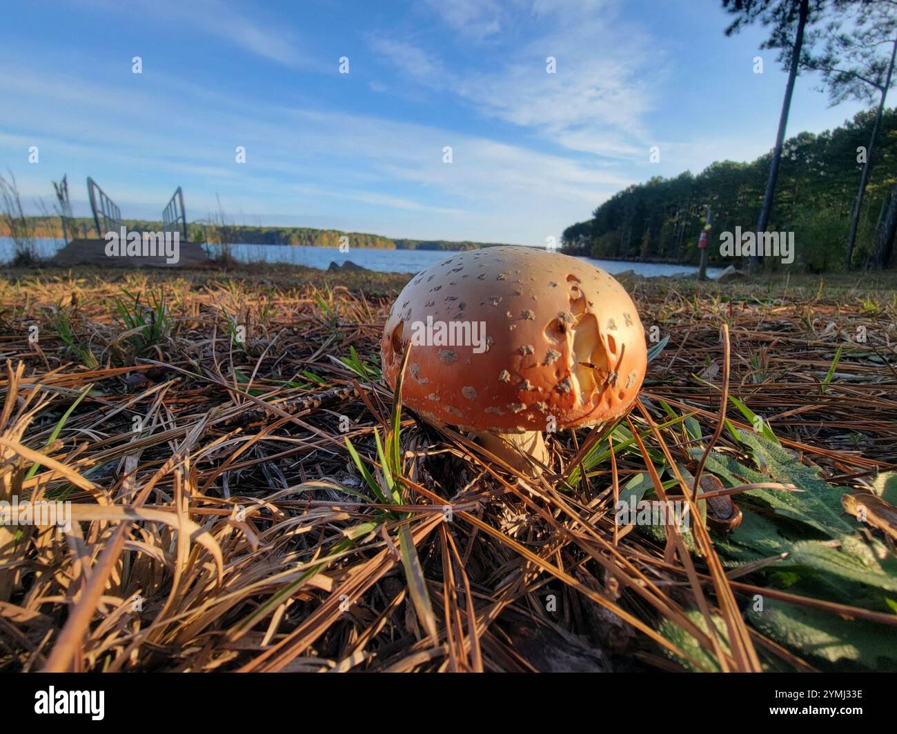 Peach-Colored Fly Agaric (Amanita persicina Stock Photo - Alamy