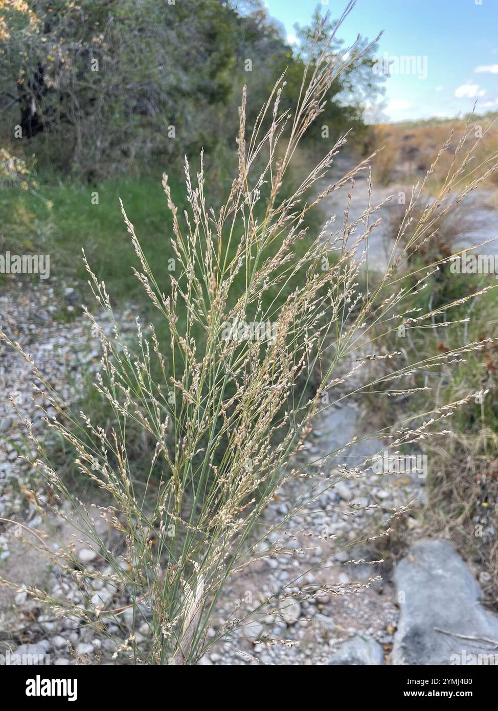 switchgrass (Panicum virgatum Stock Photo - Alamy
