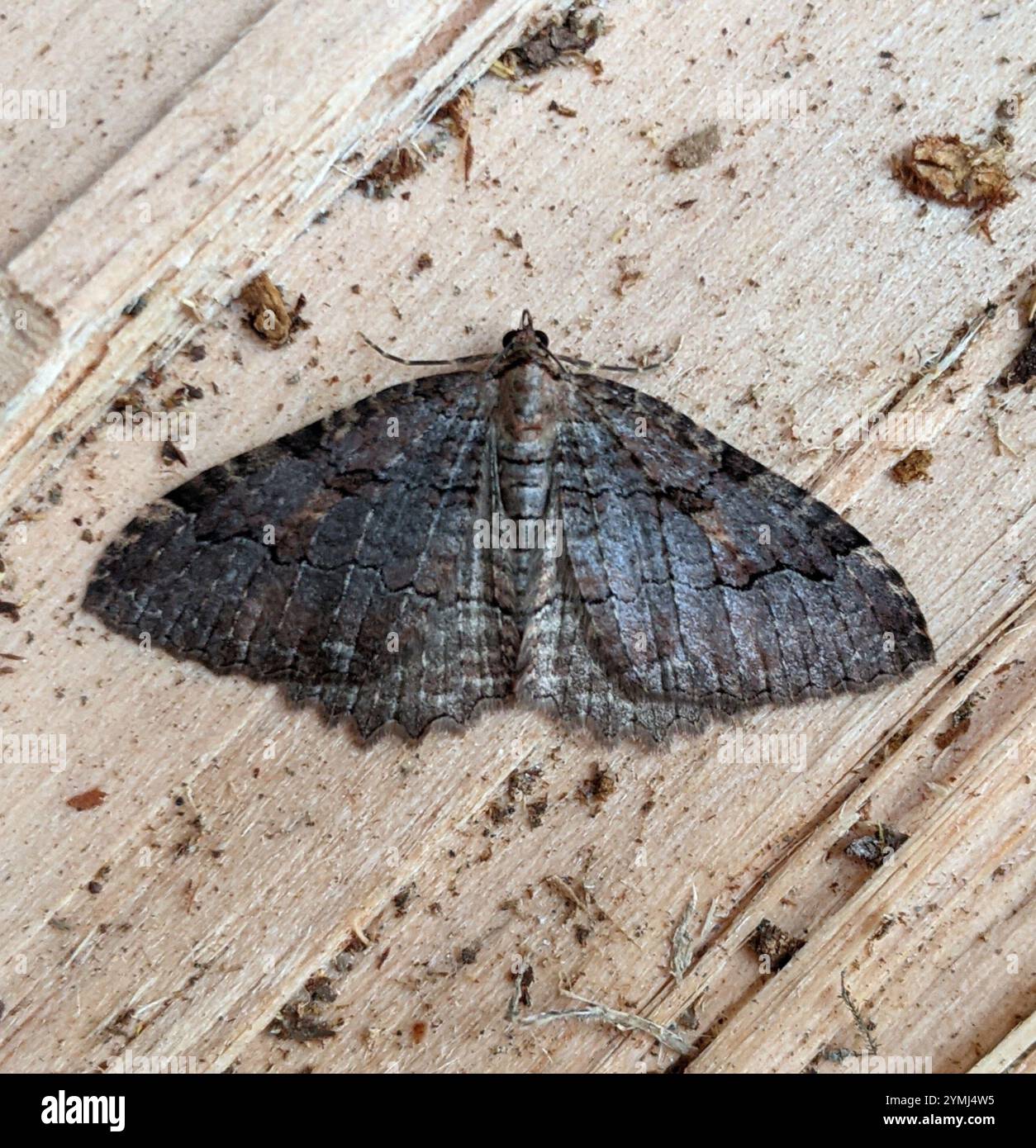 Triphosa haesitata hi-res stock photography and images - Alamy