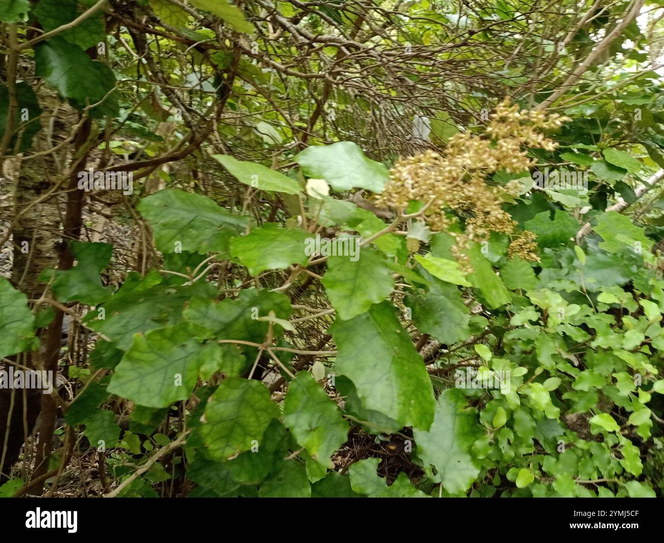 Rangiora (Brachyglottis repanda Stock Photo - Alamy