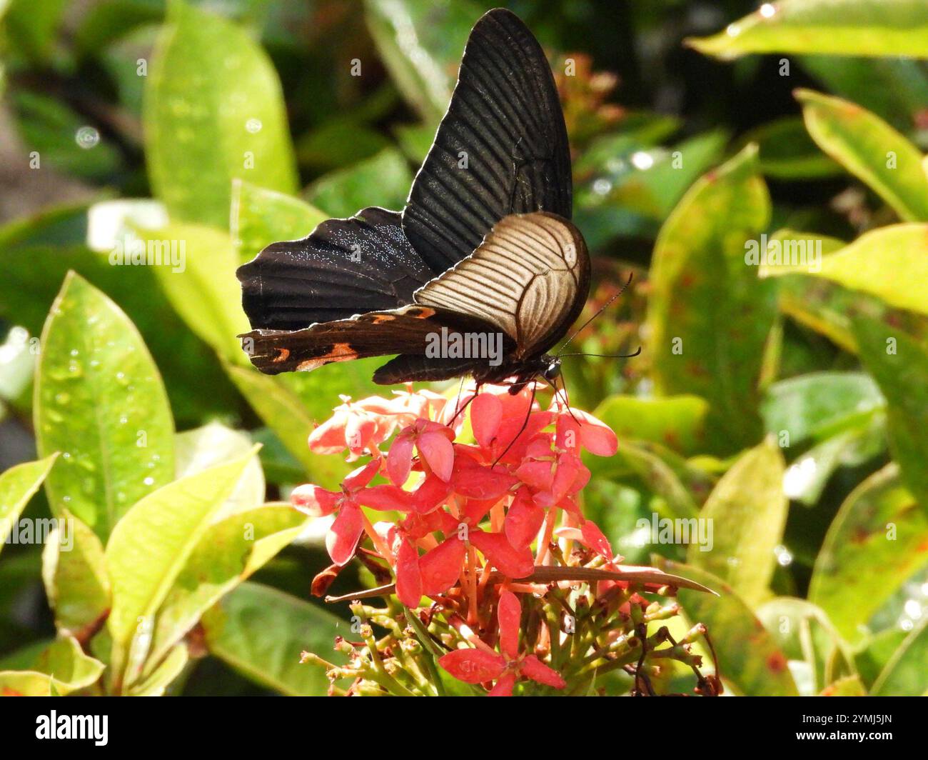 Spangle Swallowtail (Papilio protenor Stock Photo - Alamy