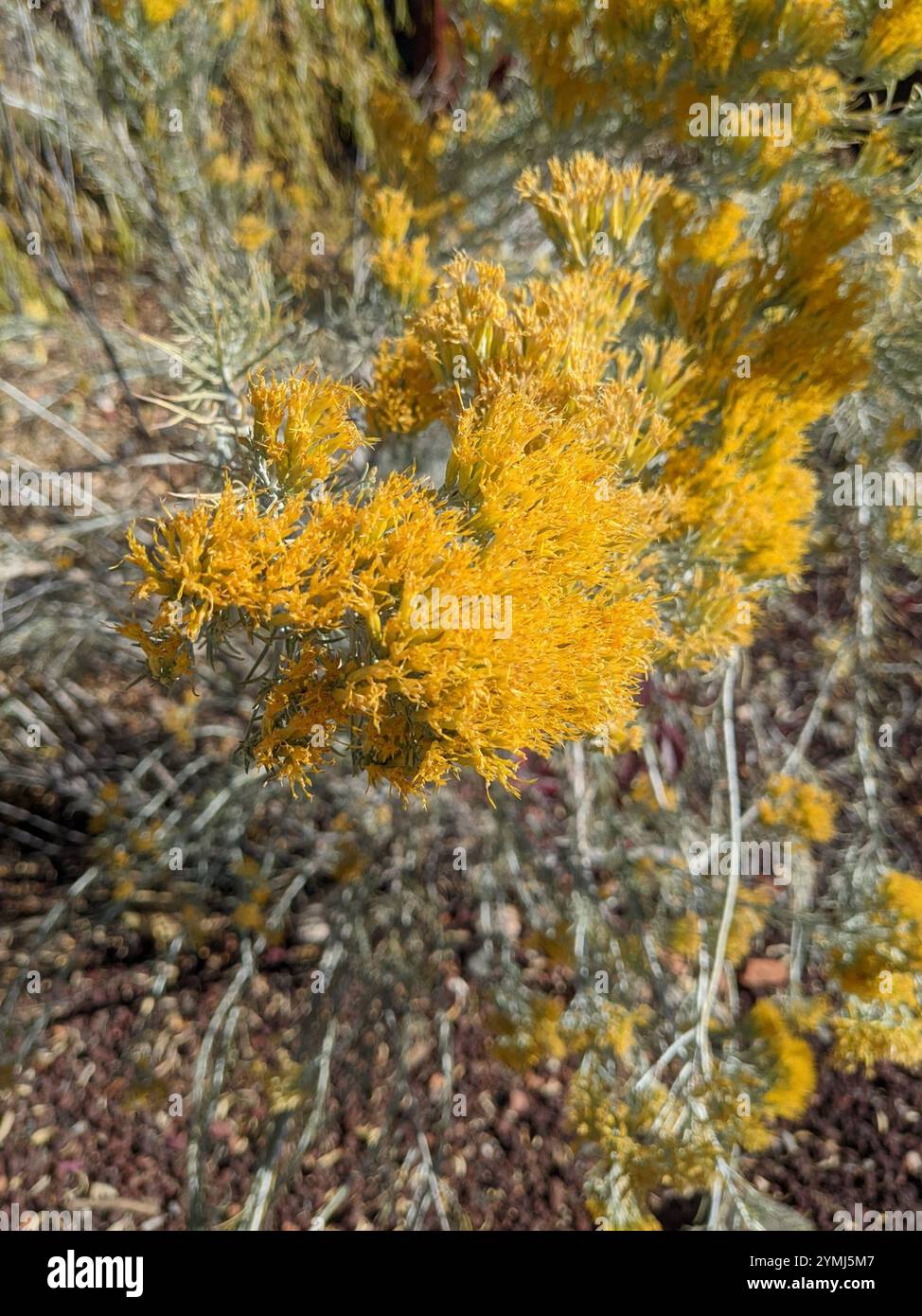 Rubber Rabbitbrush (Ericameria nauseosa Stock Photo - Alamy