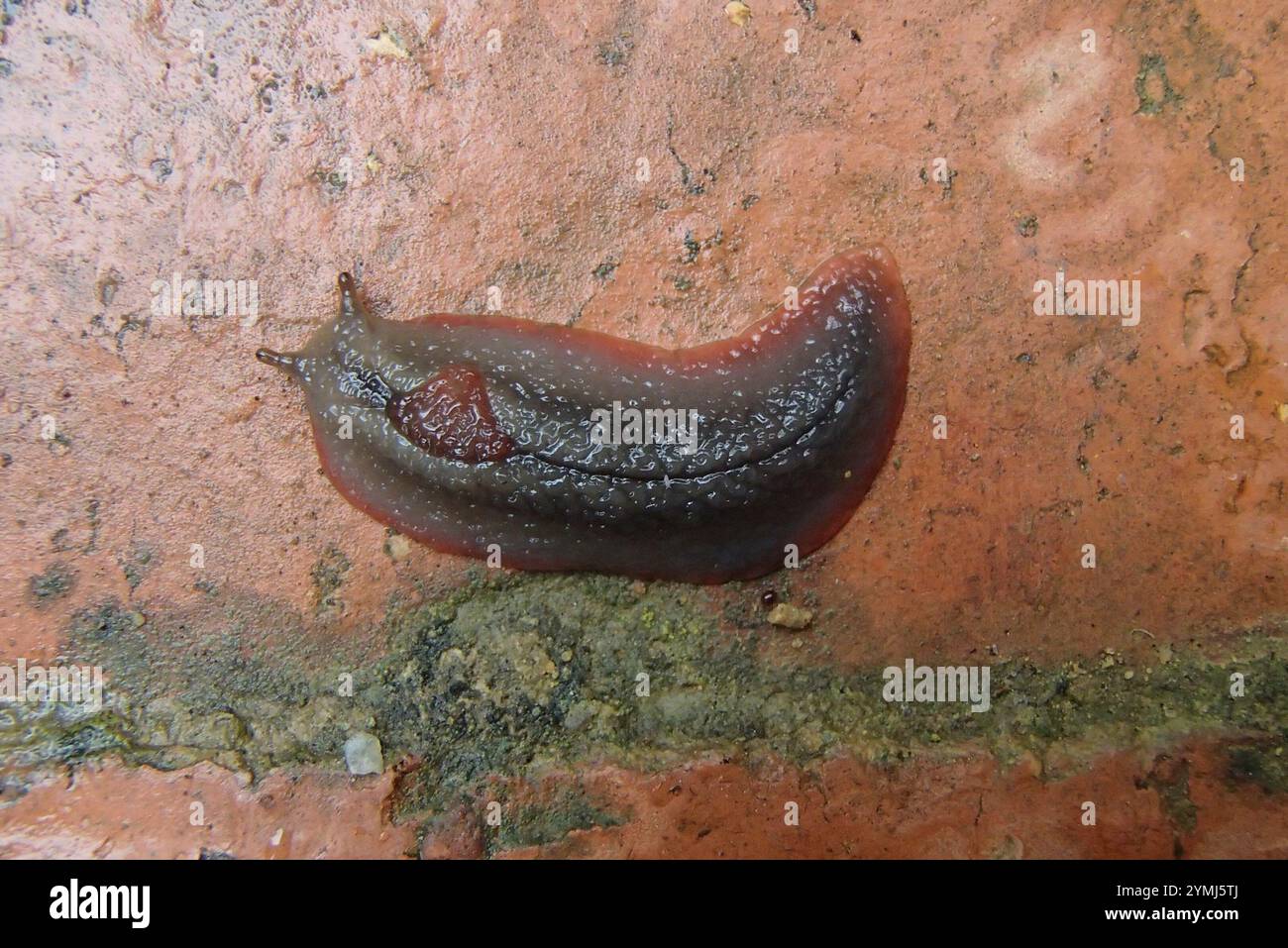 Red triangle slug triboniophorus graeffei stock photo alamy
