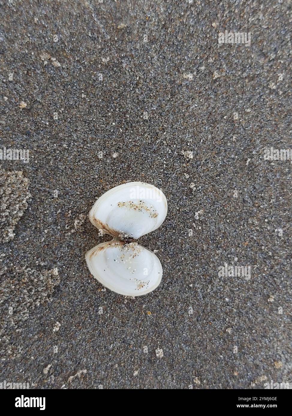 Baltic Macoma (Macoma balthica Stock Photo - Alamy