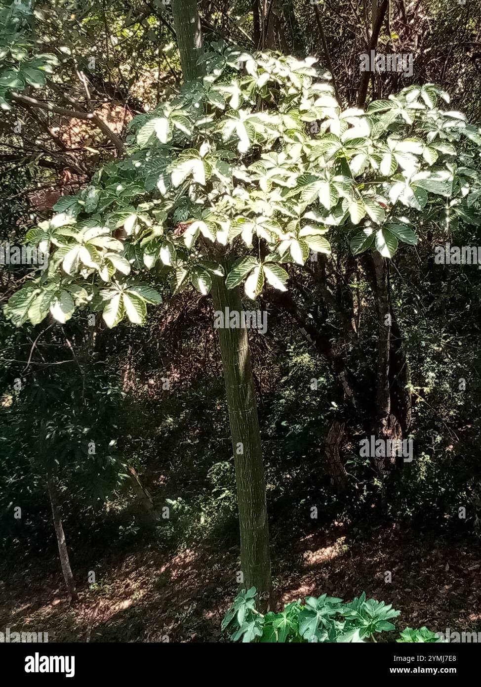 flowering plants (Angiospermae Stock Photo - Alamy