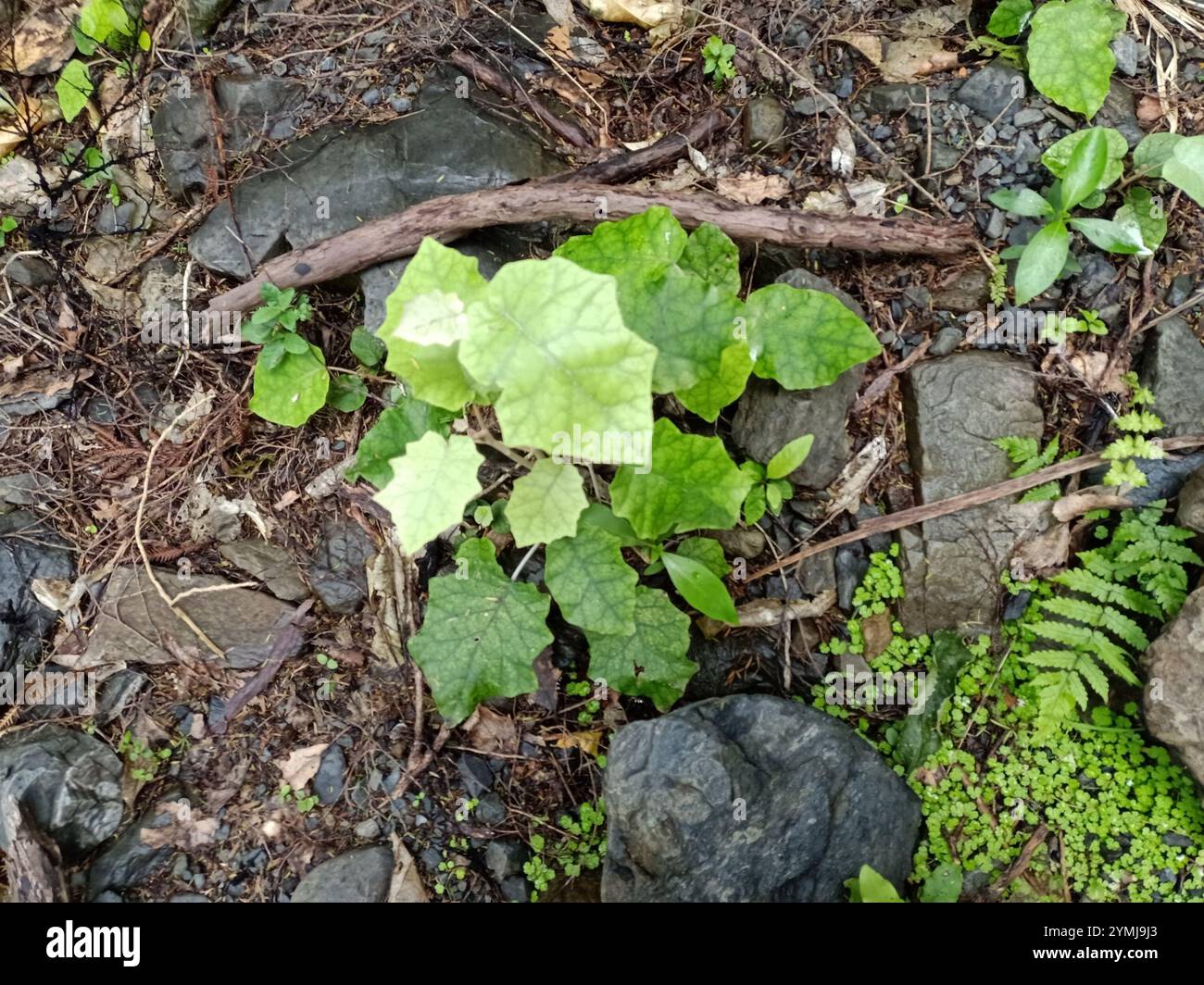 Rangiora (Brachyglottis repanda Stock Photo - Alamy