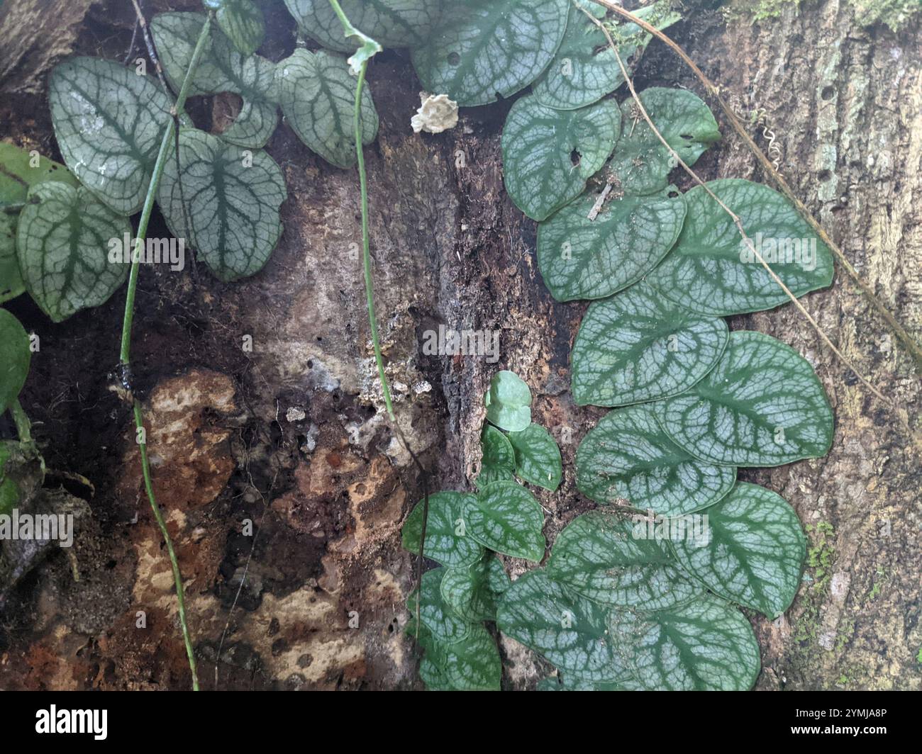 Monstera dubia hi-res stock photography and images - Alamy