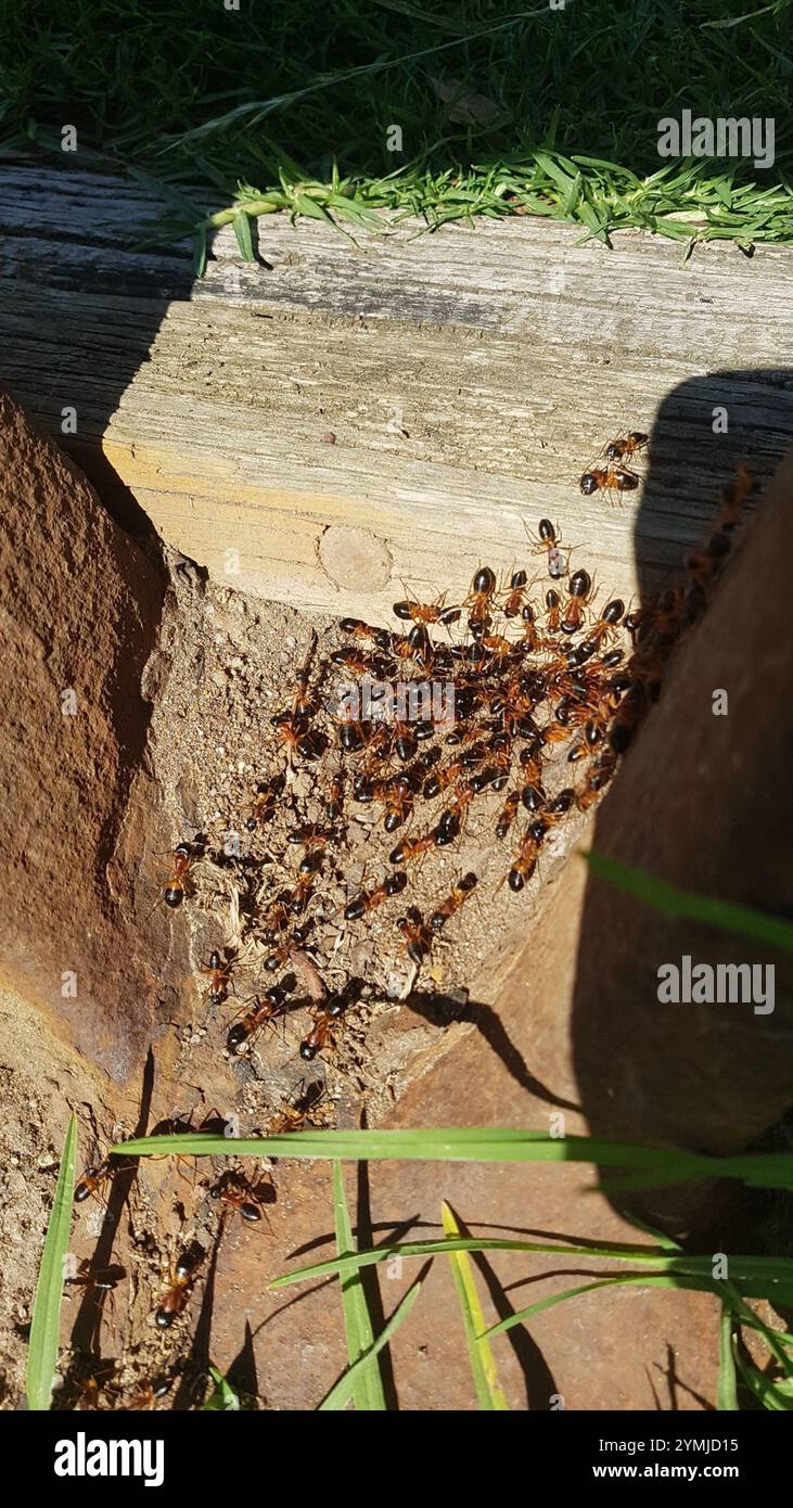 Banded Sugar Ant (Camponotus consobrinus Stock Photo - Alamy