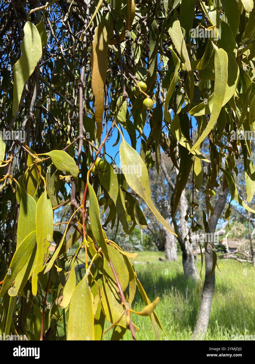 Amyema miquelii hi-res stock photography and images - Alamy