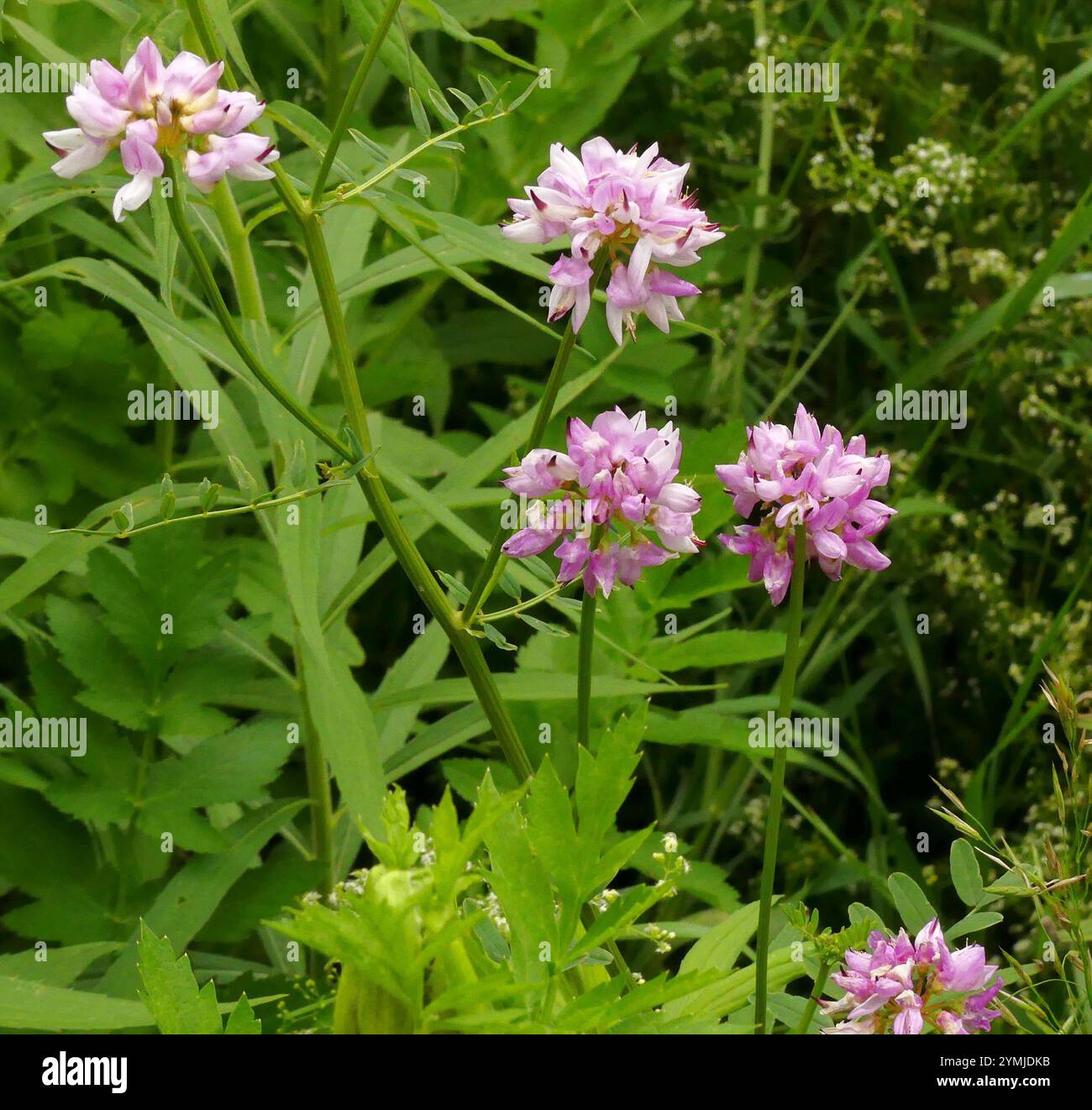 purple crownvetch (Securigera varia Stock Photo - Alamy