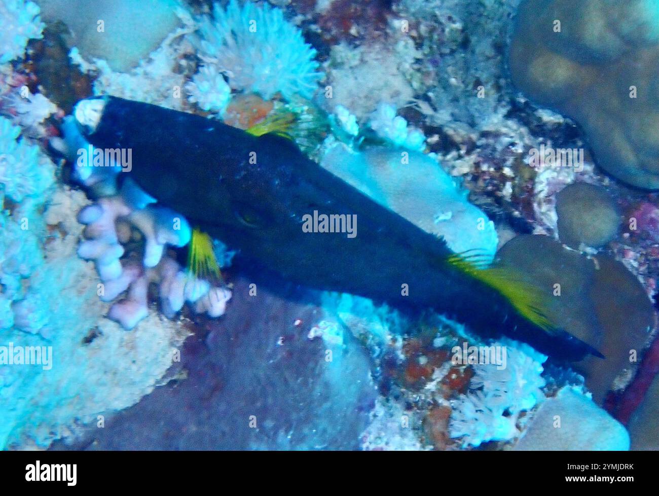 Amanses scopas hi-res stock photography and images - Alamy