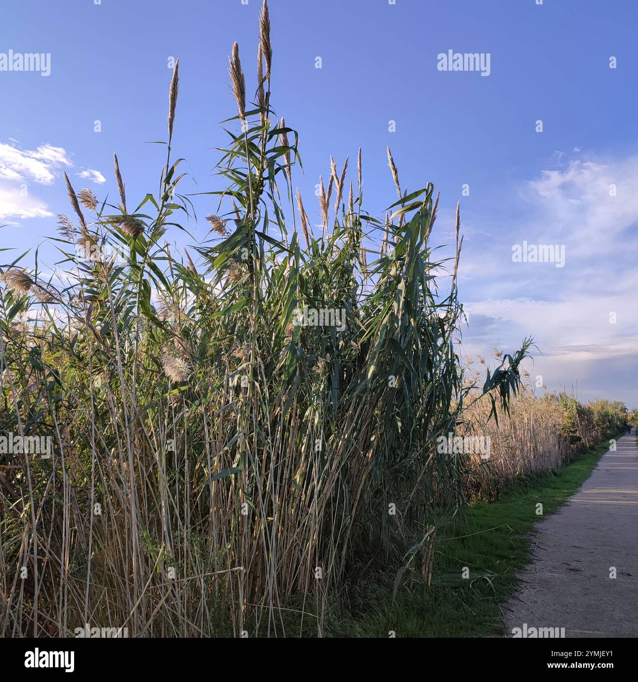Giant Reed Stock Fodder giant reed (Arundo donax Stock Photo - Alamy