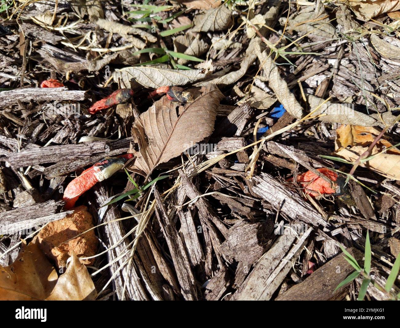 devil's dipstick (Mutinus elegans Stock Photo - Alamy