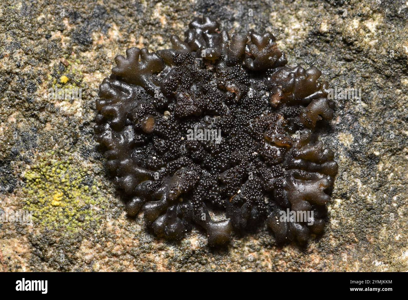 Lathagrium hi-res stock photography and images - Alamy